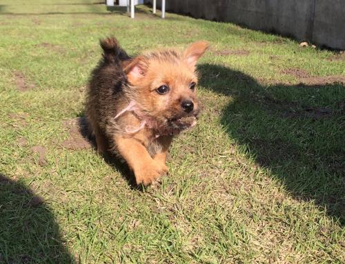 犬